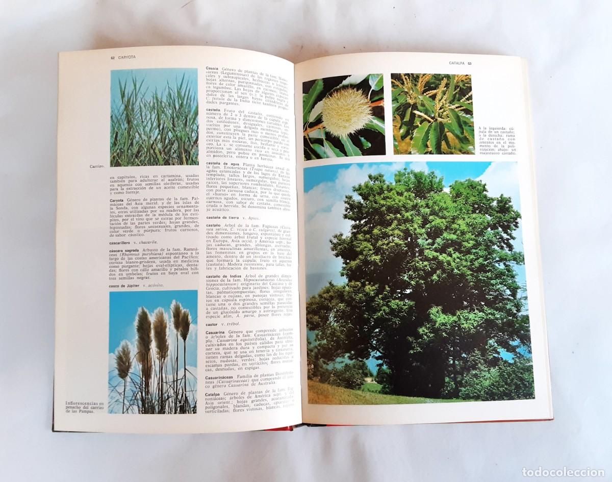 Libros de segunda mano: DICCIONARIO DE BOTANICA EDITORIAL TEIDE A&Ntilde;O 1973 - Foto 10