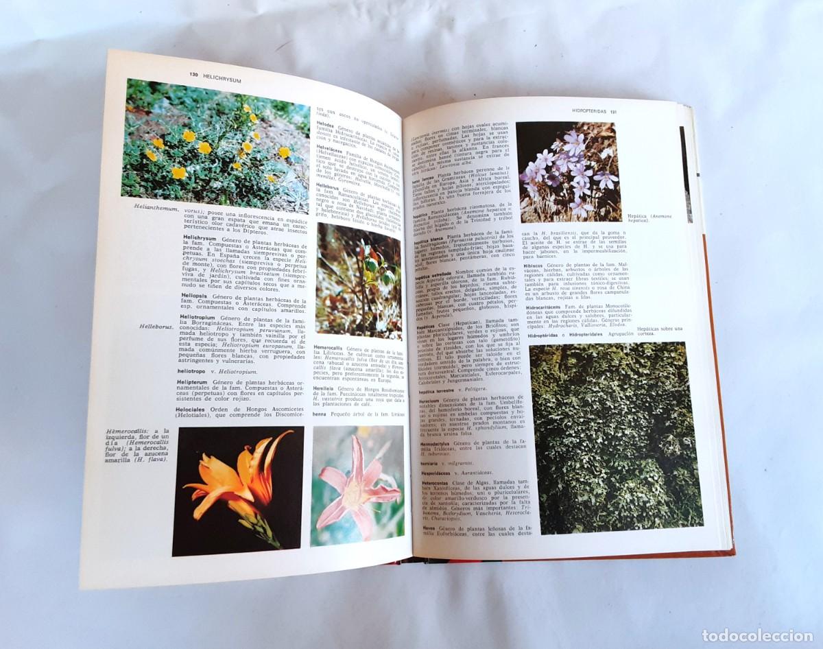 Libros de segunda mano: DICCIONARIO DE BOTANICA EDITORIAL TEIDE A&Ntilde;O 1973 - Foto 11