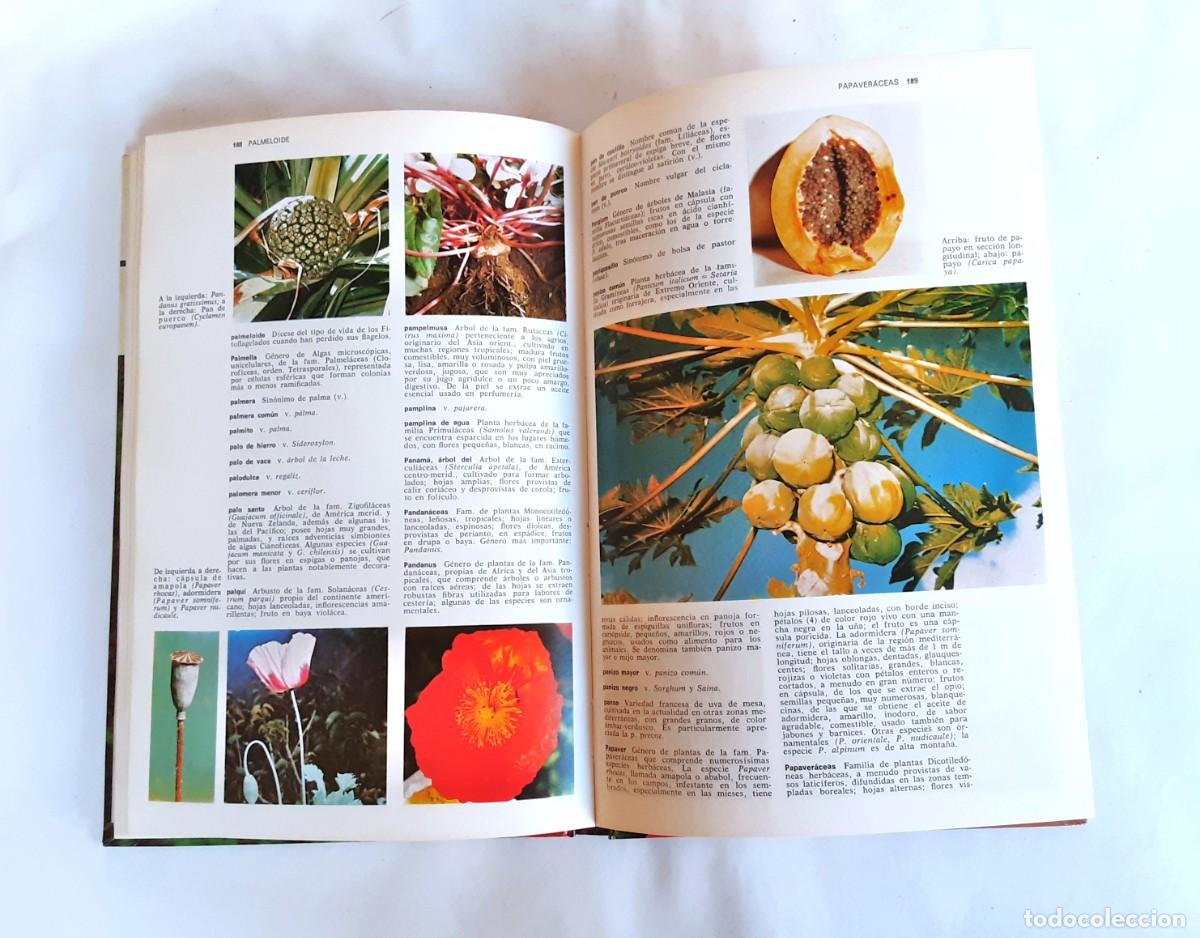 Libros de segunda mano: DICCIONARIO DE BOTANICA EDITORIAL TEIDE A&Ntilde;O 1973 - Foto 12