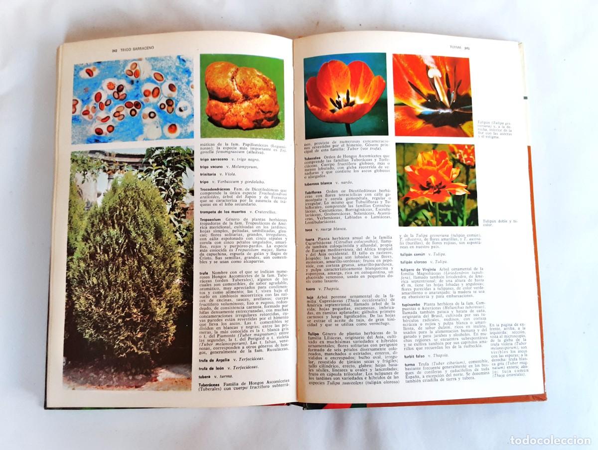 Libros de segunda mano: DICCIONARIO DE BOTANICA EDITORIAL TEIDE A&Ntilde;O 1973 - Foto 13