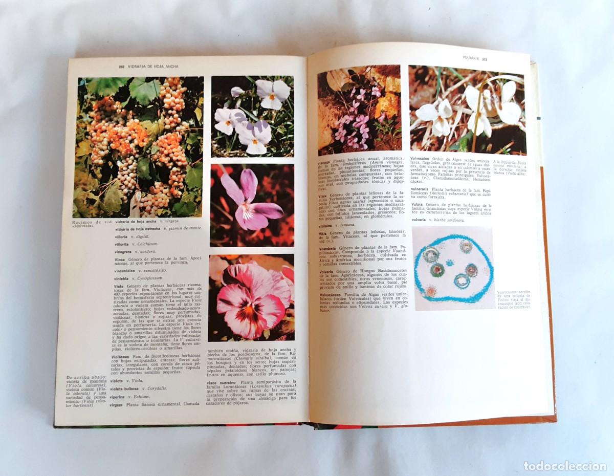 Libros de segunda mano: DICCIONARIO DE BOTANICA EDITORIAL TEIDE A&Ntilde;O 1973 - Foto 14