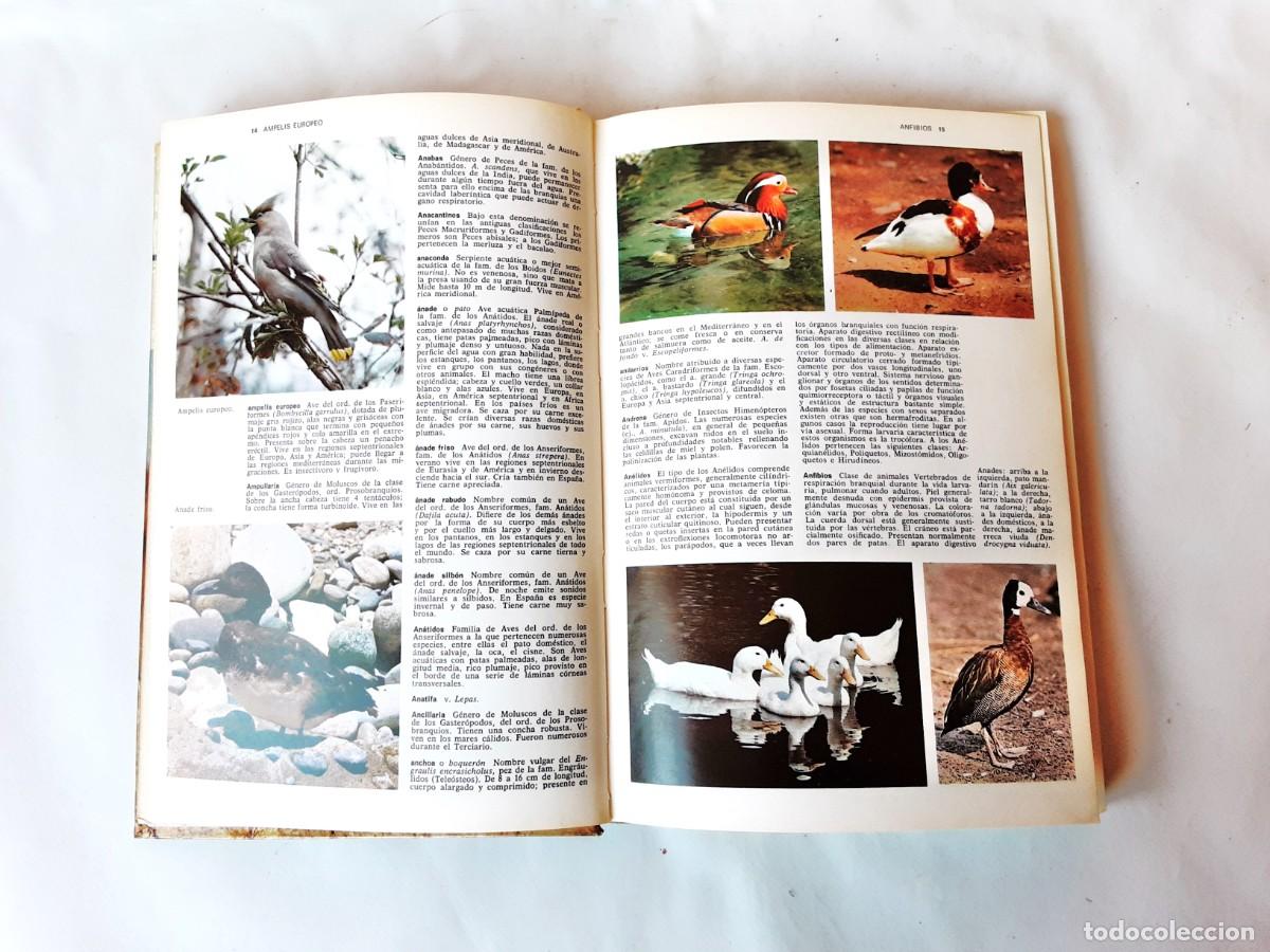 Libros de segunda mano: DICCIONARIO DE ZOOLOGIA EDITORIAL TEIDE A&Ntilde;O 1973 - Foto 7