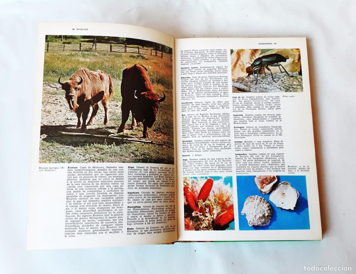Libros de segunda mano: DICCIONARIO DE ZOOLOGIA EDITORIAL TEIDE A&Ntilde;O 1973 - Foto 9