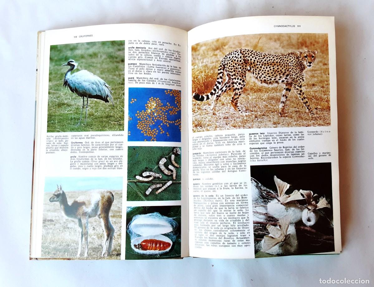Libros de segunda mano: DICCIONARIO DE ZOOLOGIA EDITORIAL TEIDE A&Ntilde;O 1973 - Foto 11