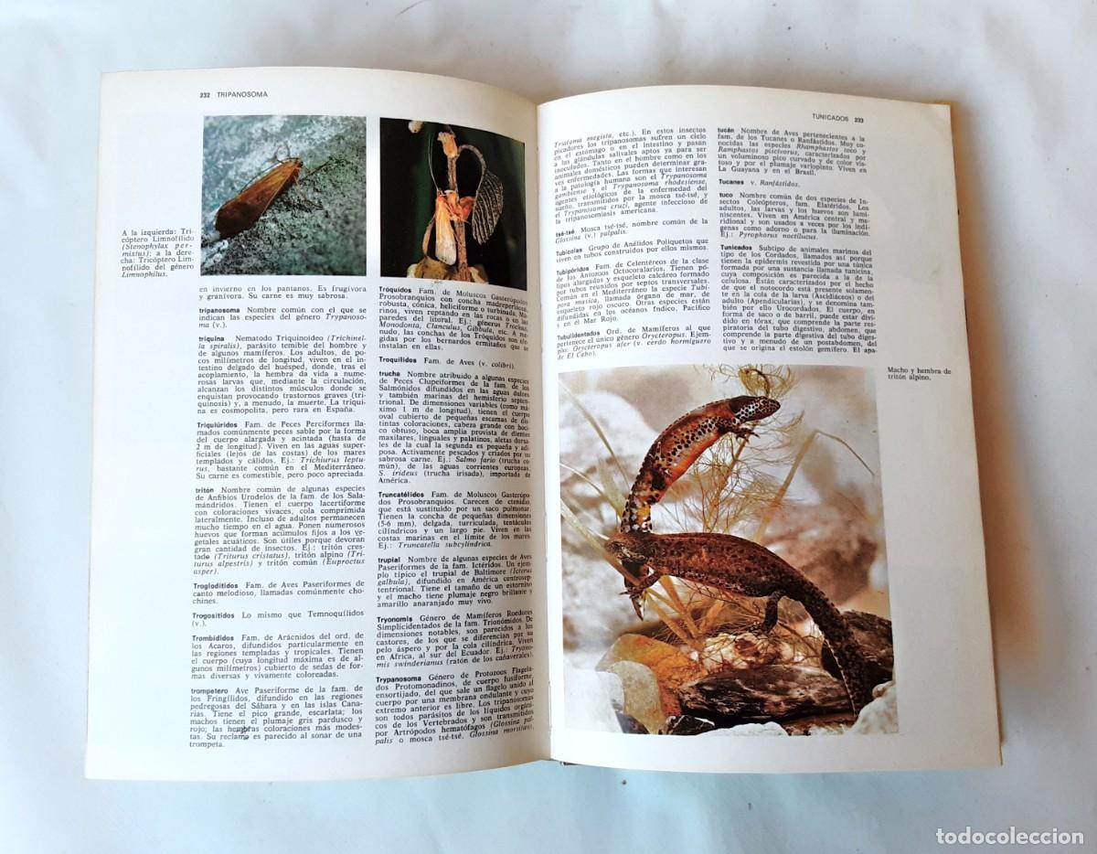 Libros de segunda mano: DICCIONARIO DE ZOOLOGIA EDITORIAL TEIDE A&Ntilde;O 1973 - Foto 13