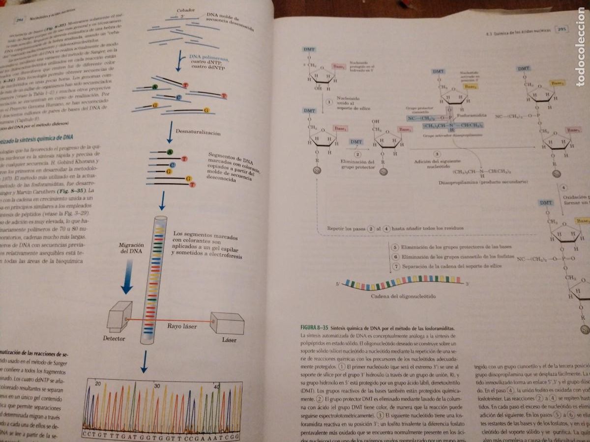 Libros de segunda mano de ciencias: Principios de bioqu&iacute;mica -Lehninger -david l. Nelson - Michael m. Cox - Foto 6