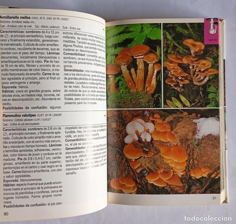 Libros de segunda mano: SETAS - ANSELM MAYORAL, AUGUST ROCABRUNA Y MANUEL TABARES - EDITORIAL BLUME - Foto 2
