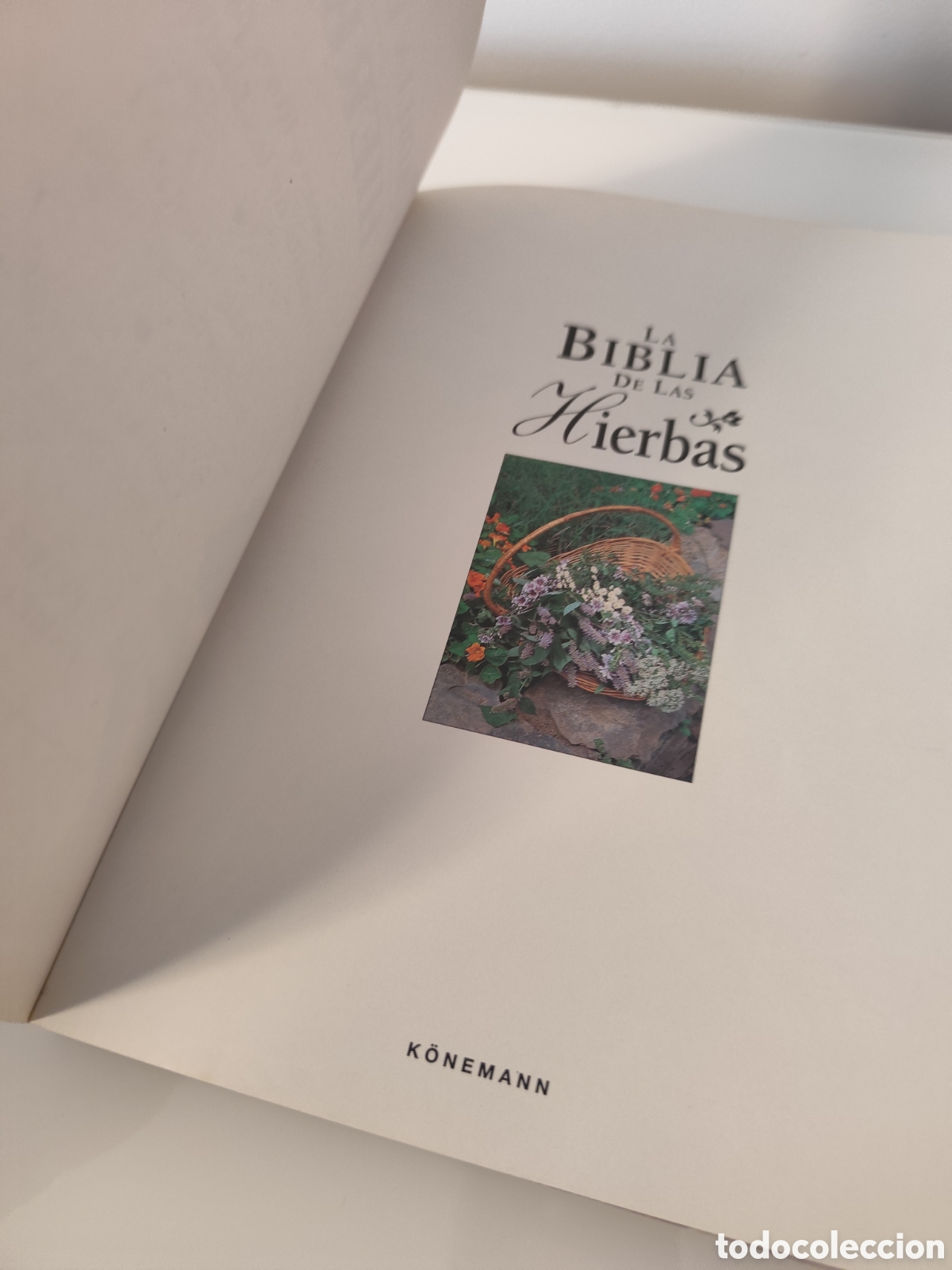 Libros de segunda mano: LA BIBLIA DE LAS HIERBAS / KONEMANN- LIBRO DE CONSULTA DE HIERBAS, MUY VISUAL. - Foto 5