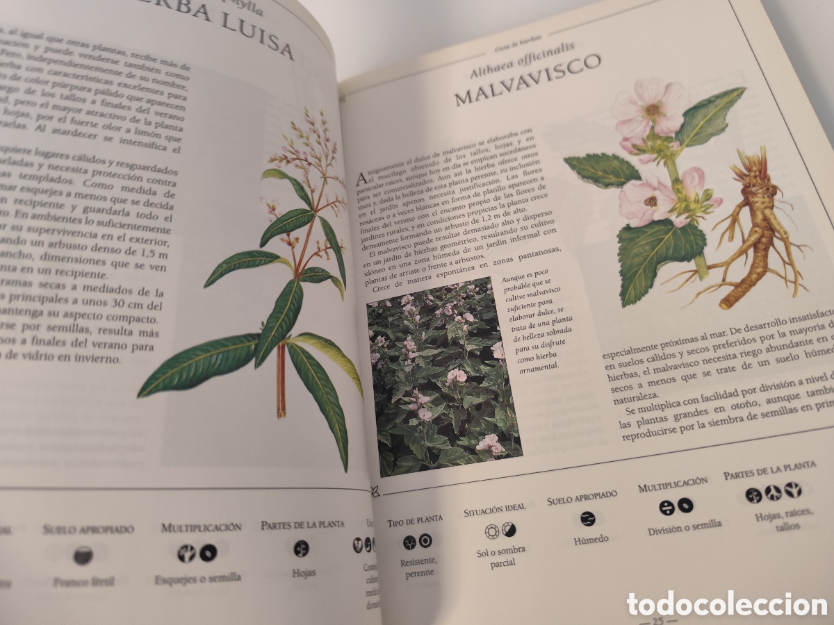Libros de segunda mano: LA BIBLIA DE LAS HIERBAS / KONEMANN- LIBRO DE CONSULTA DE HIERBAS, MUY VISUAL. - Foto 8