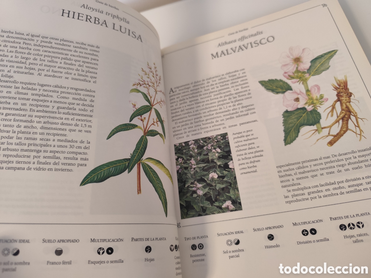 Libros de segunda mano: LA BIBLIA DE LAS HIERBAS / KONEMANN- LIBRO DE CONSULTA DE HIERBAS, MUY VISUAL. - Foto 9