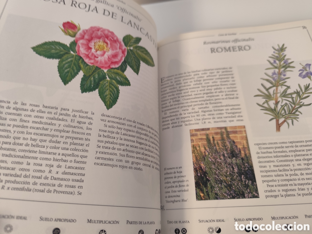 Libros de segunda mano: LA BIBLIA DE LAS HIERBAS / KONEMANN- LIBRO DE CONSULTA DE HIERBAS, MUY VISUAL. - Foto 11