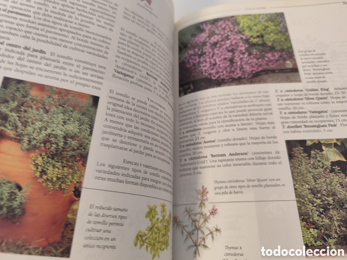 Libros de segunda mano: LA BIBLIA DE LAS HIERBAS / KONEMANN- LIBRO DE CONSULTA DE HIERBAS, MUY VISUAL. - Foto 12