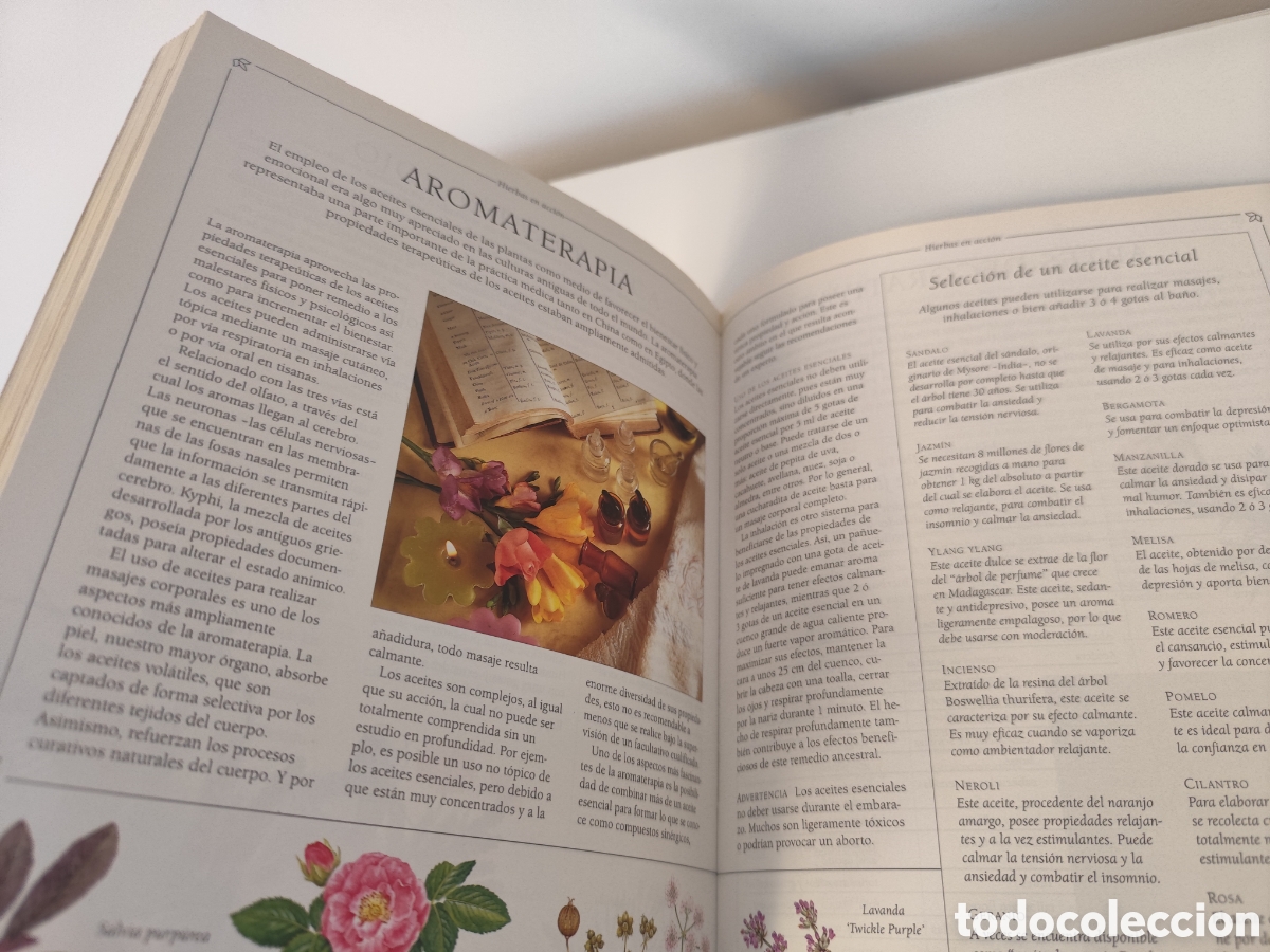 Libros de segunda mano: LA BIBLIA DE LAS HIERBAS / KONEMANN- LIBRO DE CONSULTA DE HIERBAS, MUY VISUAL. - Foto 14