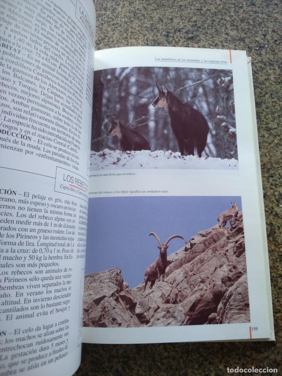 Libros de segunda mano: ECOGUIAS -- LOS MAMIFEROS EN SU MEDIO -- PLURAL 1992 -- - Foto 2
