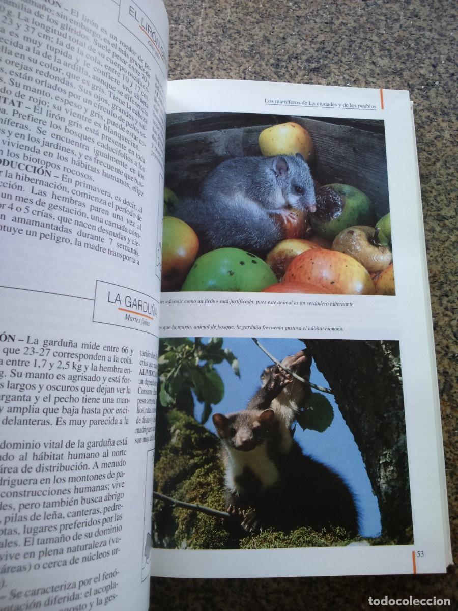 Libros de segunda mano: ECOGUIAS -- LOS MAMIFEROS EN SU MEDIO -- PLURAL 1992 -- - Foto 3