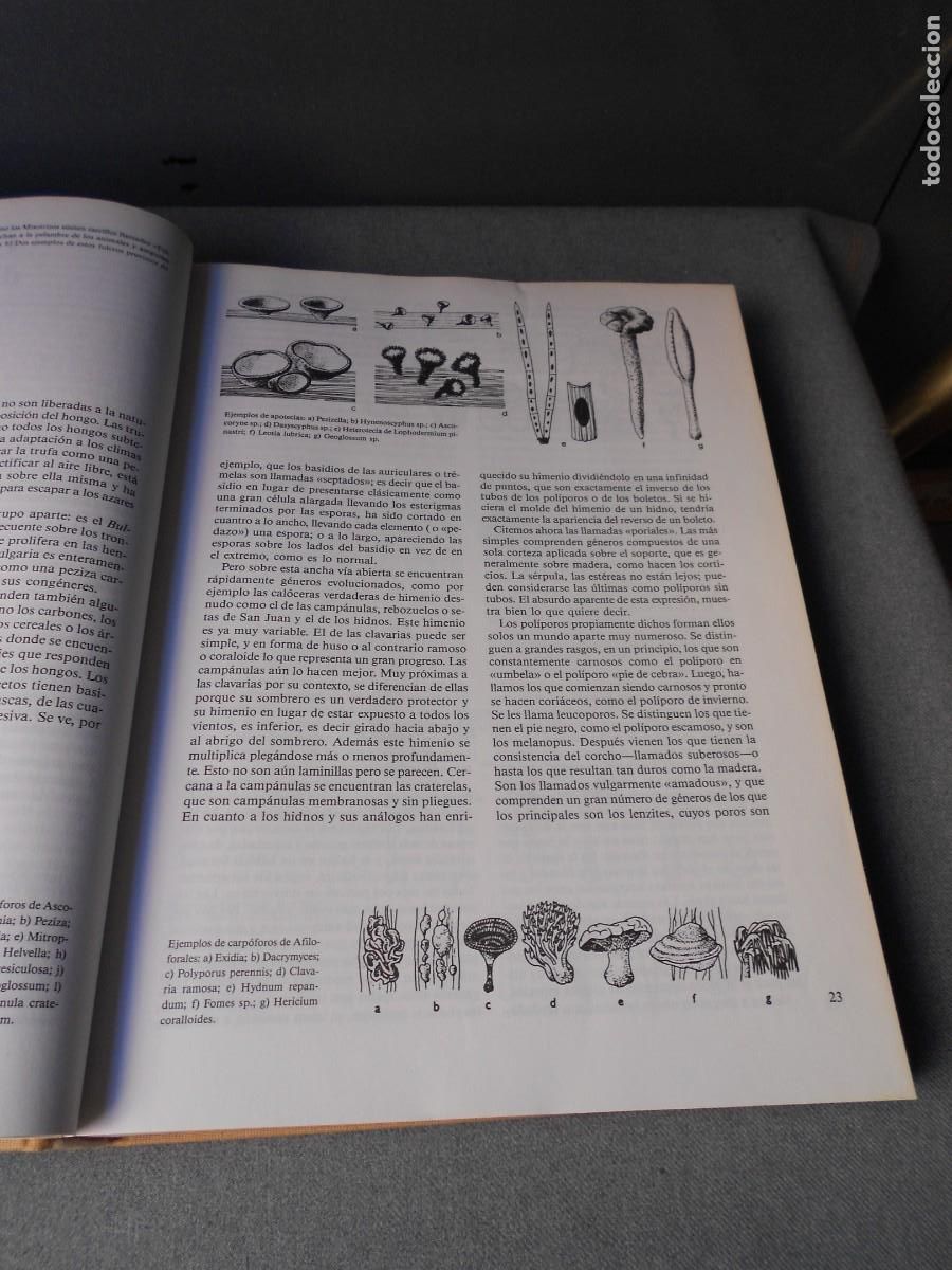 Libros de segunda mano: EL LIBRO DE LAS SETAS - Foto 5