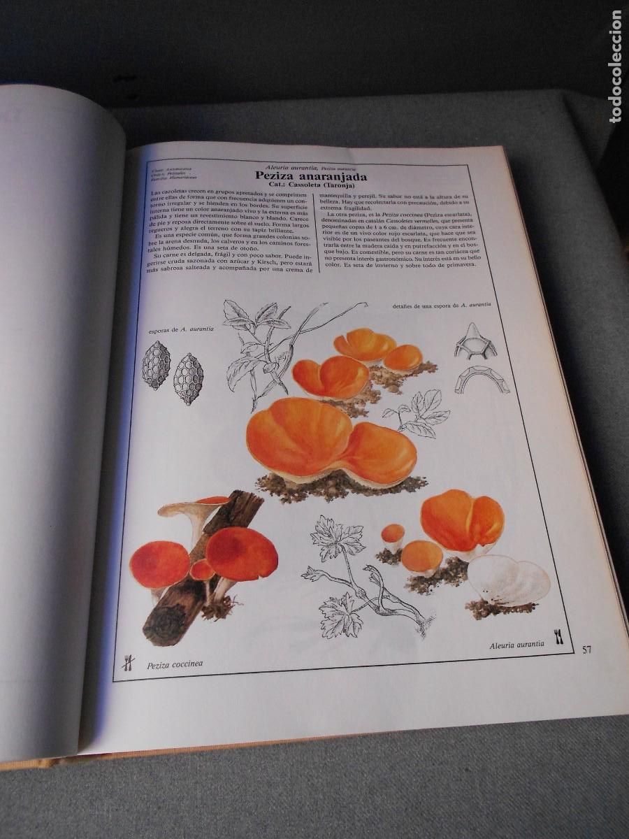 Libros de segunda mano: EL LIBRO DE LAS SETAS - Foto 6
