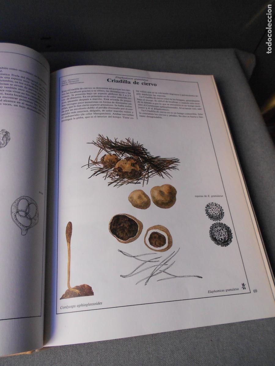 Libros de segunda mano: EL LIBRO DE LAS SETAS - Foto 7