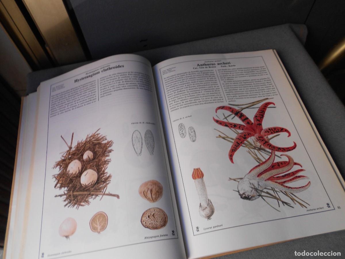 Libros de segunda mano: EL LIBRO DE LAS SETAS - Foto 8
