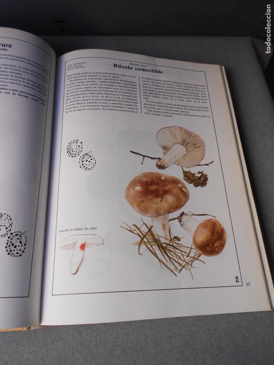 Libros de segunda mano: EL LIBRO DE LAS SETAS - Foto 9