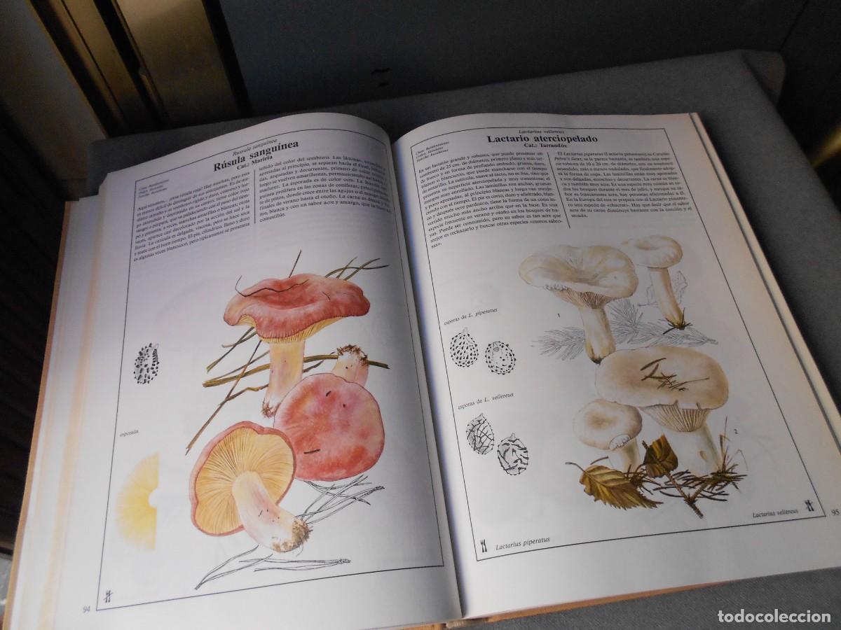 Libros de segunda mano: EL LIBRO DE LAS SETAS - Foto 10