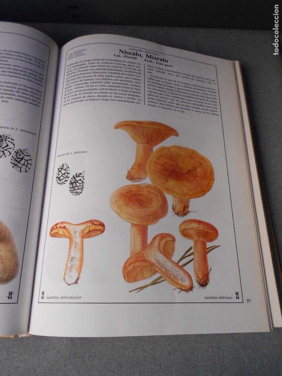 Libros de segunda mano: EL LIBRO DE LAS SETAS - Foto 11