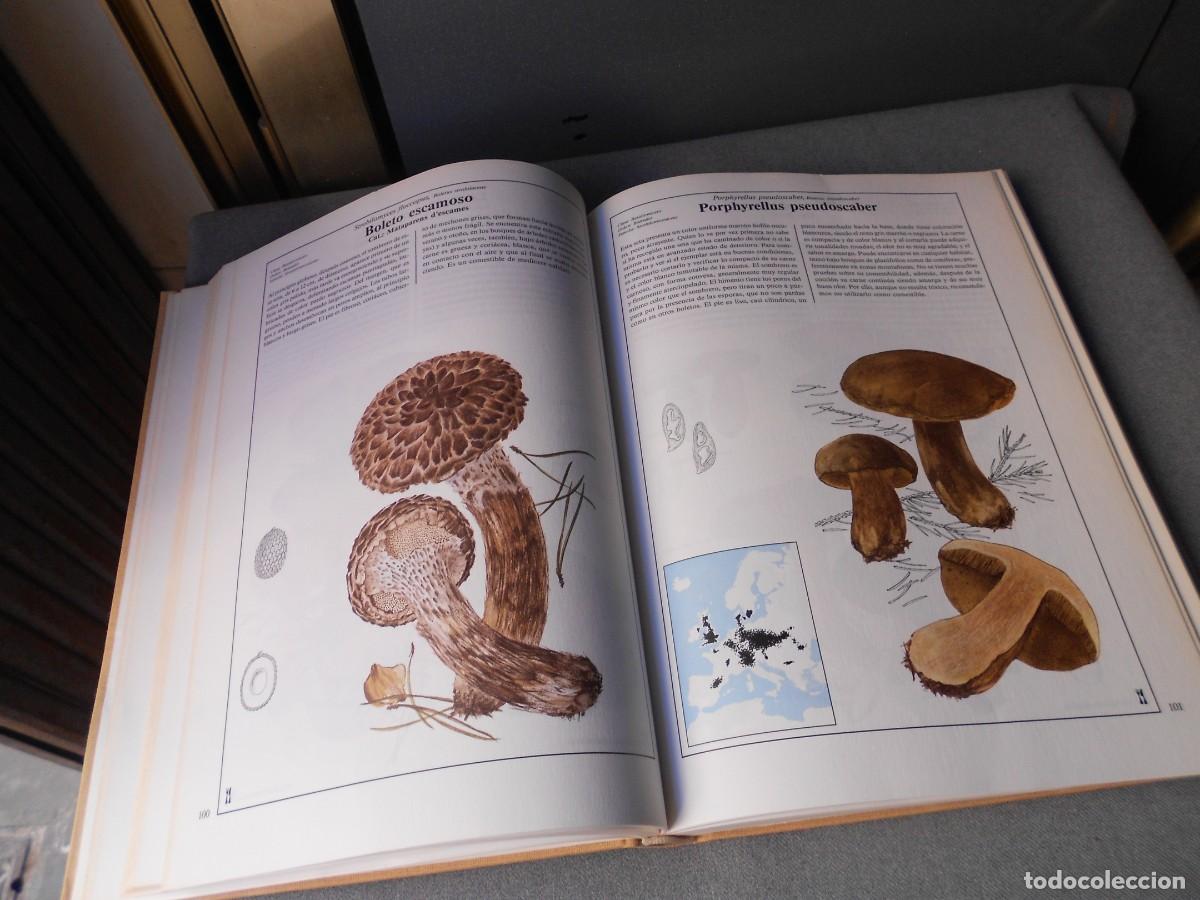 Libros de segunda mano: EL LIBRO DE LAS SETAS - Foto 12
