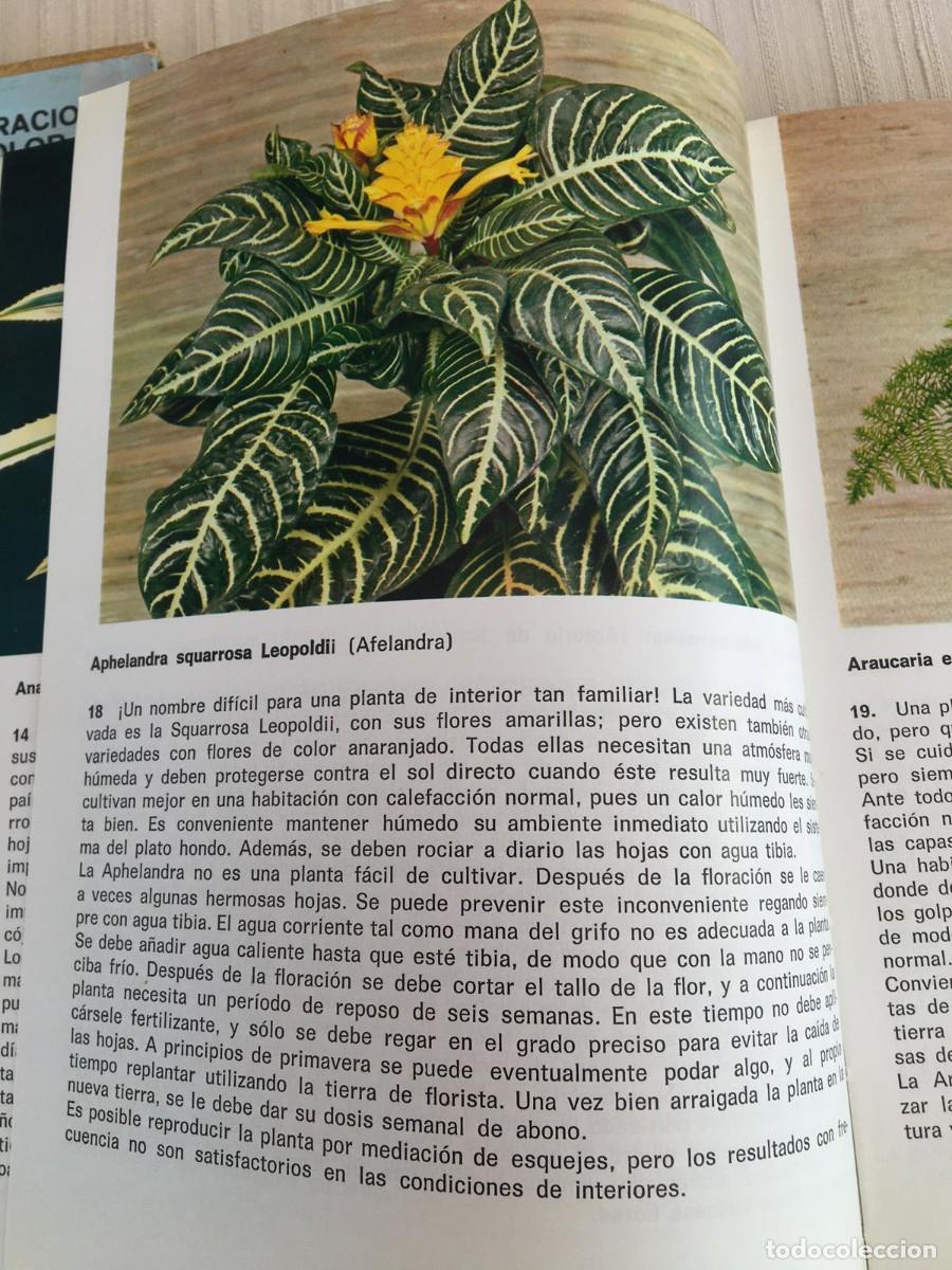 Libros de segunda mano: Libro Plantas de interior de G. Kromdijk - Foto 6