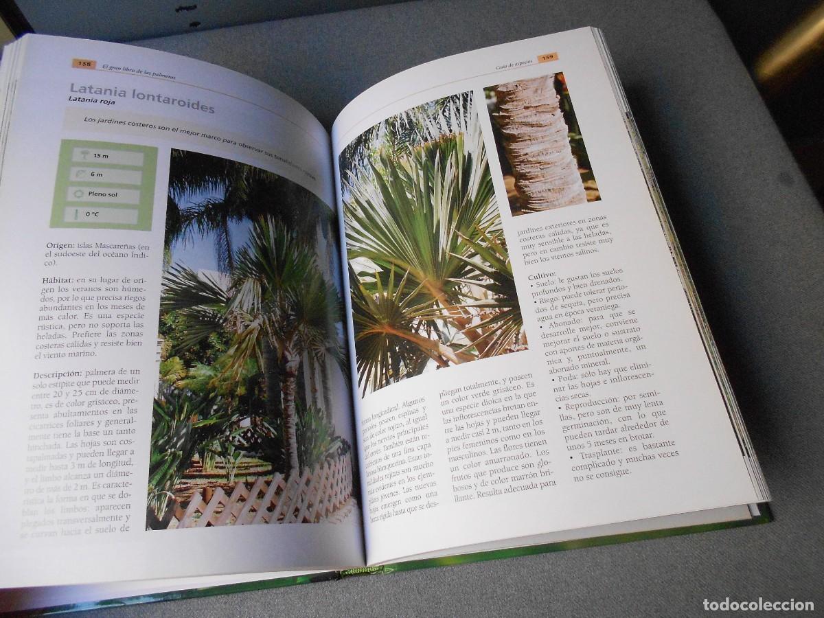 Libros de segunda mano: EL GRAN LIBRO DE LAS PALMERAS - Foto 3