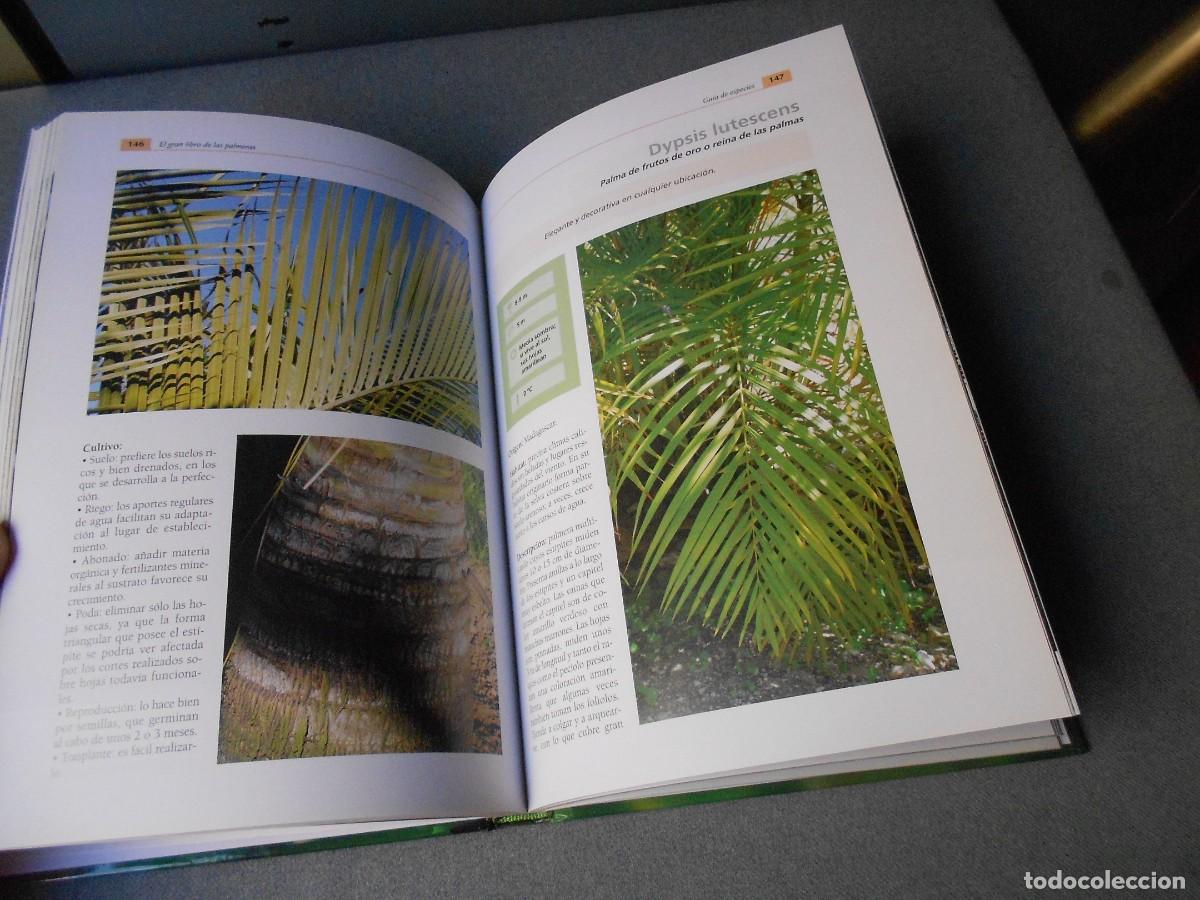 Libros de segunda mano: EL GRAN LIBRO DE LAS PALMERAS - Foto 4