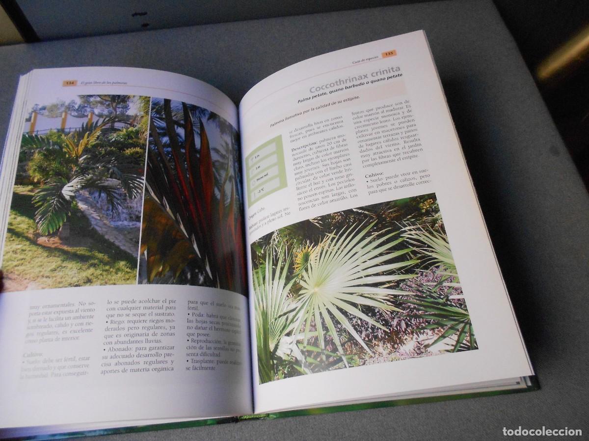 Libros de segunda mano: EL GRAN LIBRO DE LAS PALMERAS - Foto 5