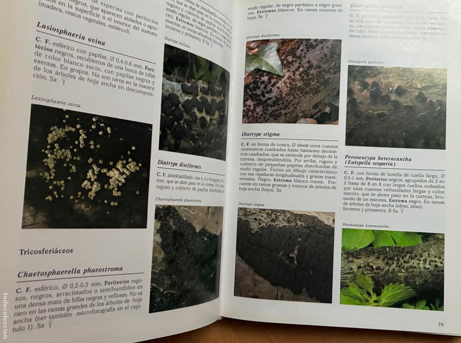 Libros de segunda mano: LA ENCICLOPEDIA DE LAS SETAS, Gerrit J, Keiser, Libsa - Foto 4