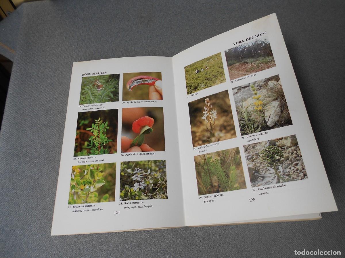 Libros de segunda mano: LES NOSTRES PLANTES. DANIEL CLIMENT - Foto 11