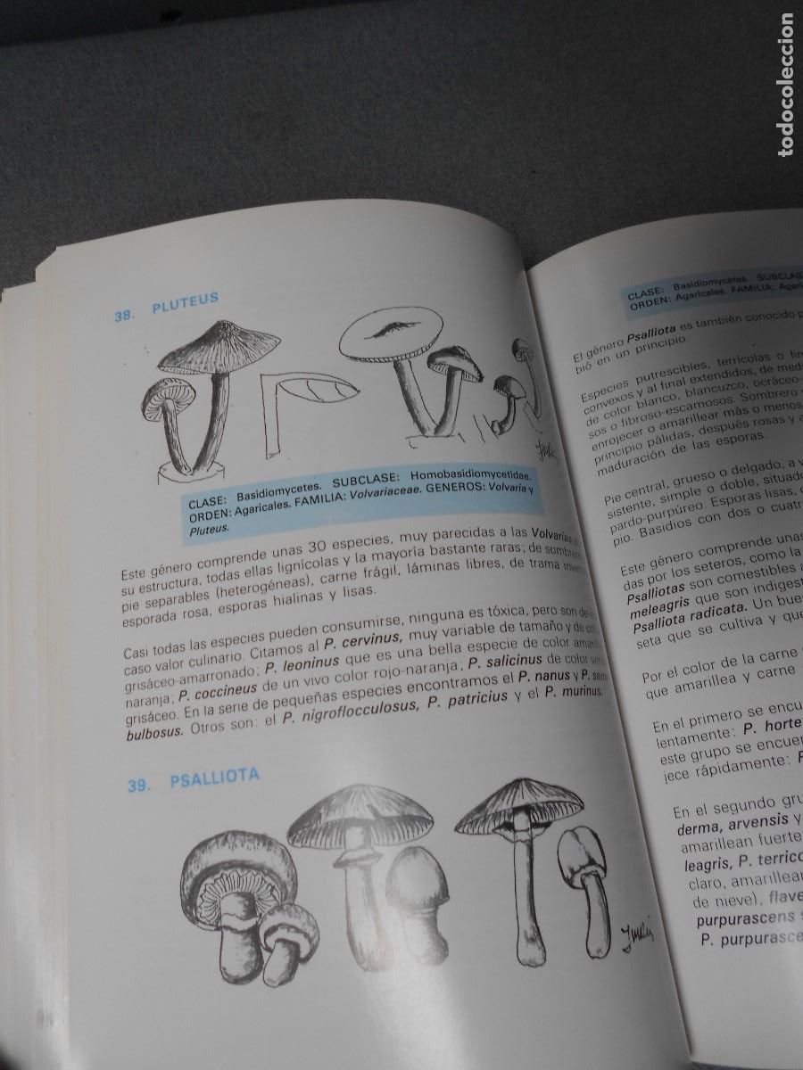 Libros de segunda mano: LAS SETAS. MANUAL PRACTICO PARA EL AFICIONADO. - Foto 5
