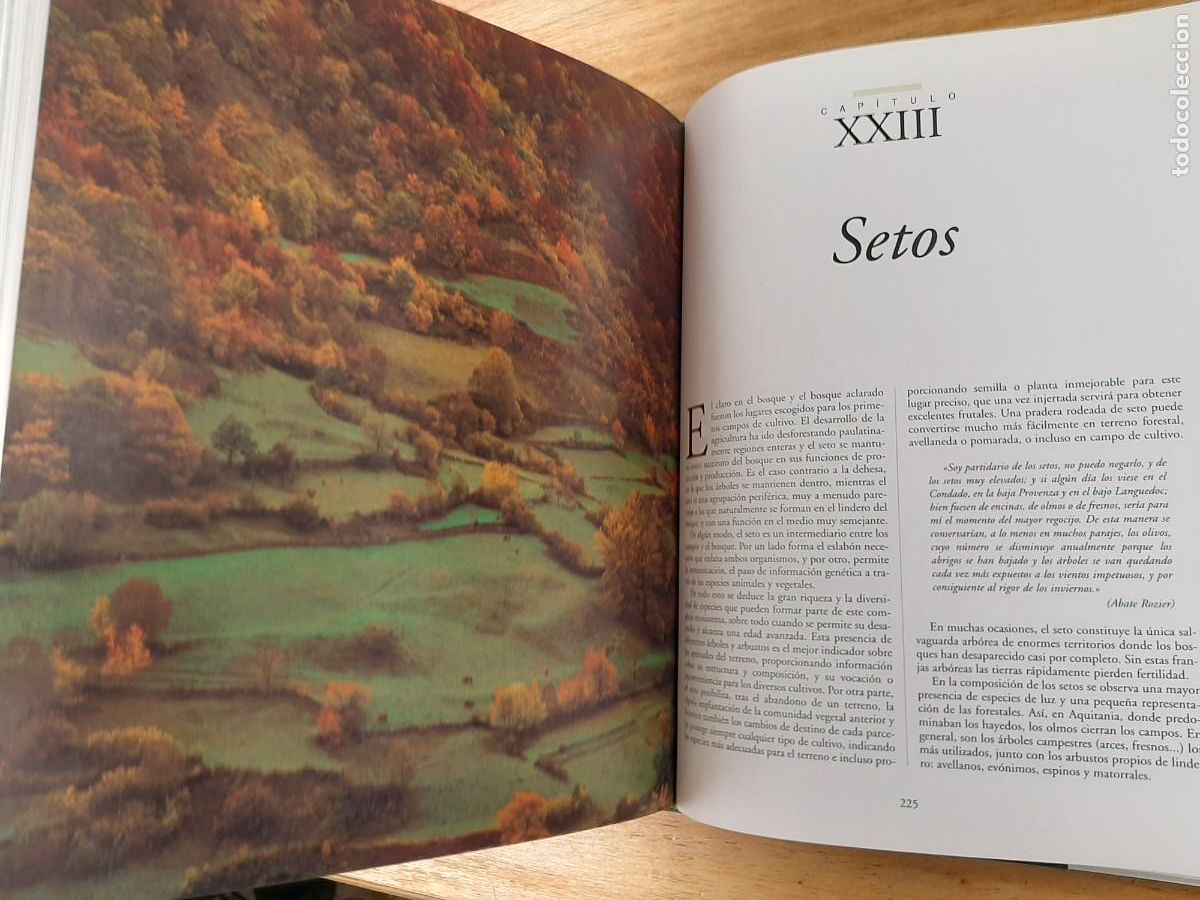 Libros de segunda mano: La magia de los &aacute;rboles - Ignacio Abella - RBA Libros, 1 dic 2015 - Foto 6