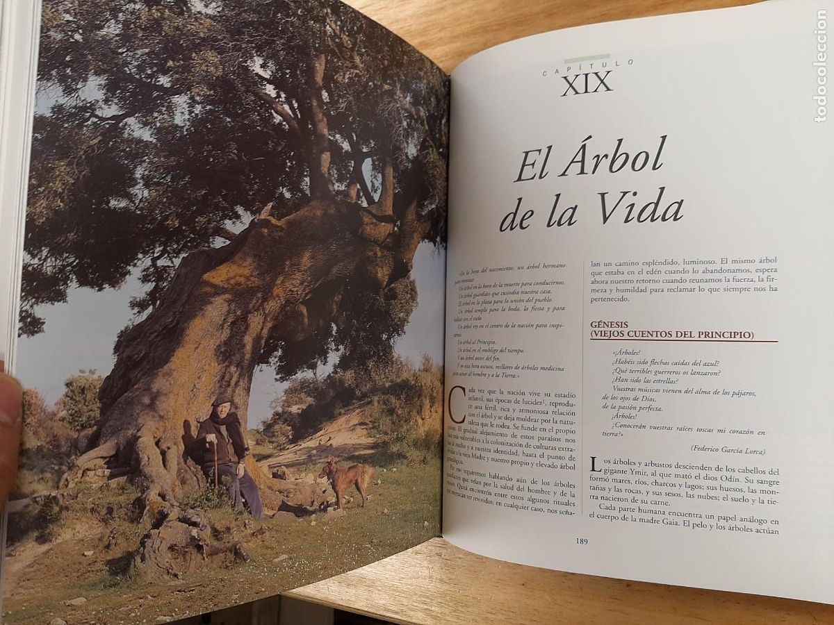 Libros de segunda mano: La magia de los &aacute;rboles - Ignacio Abella - RBA Libros, 1 dic 2015 - Foto 9