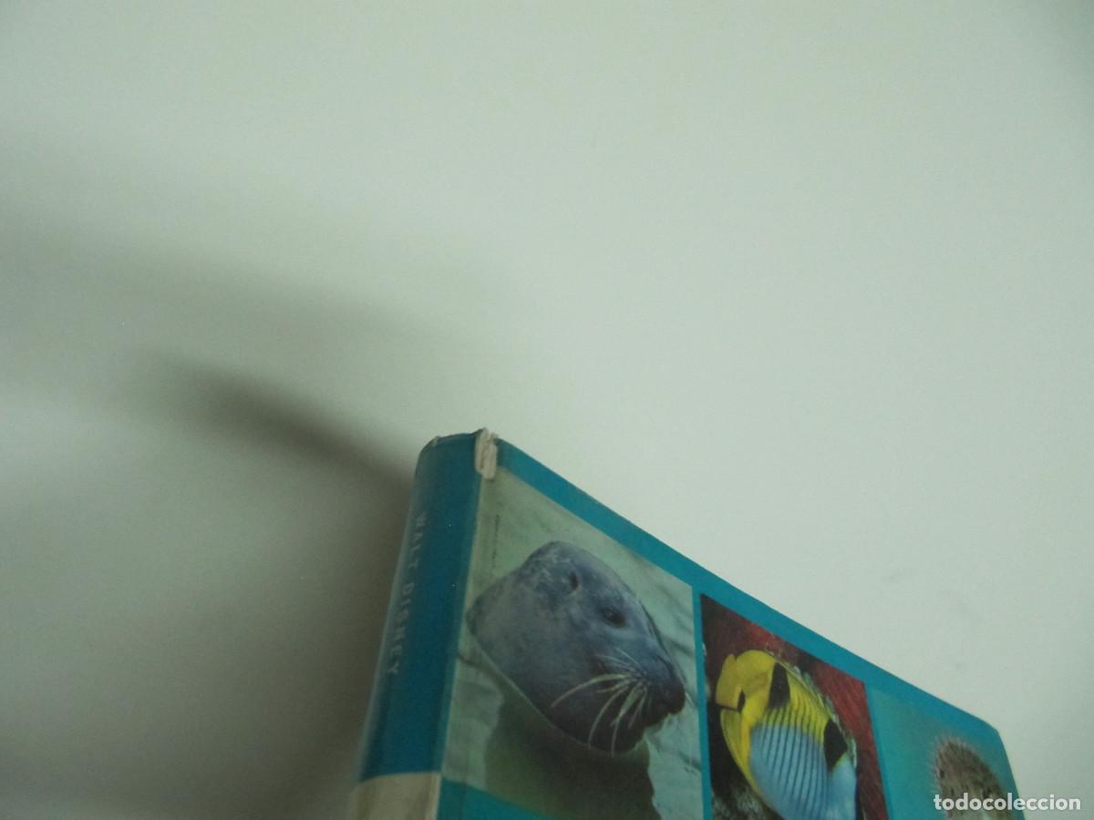 Libros de segunda mano: Maravillas del mar WALT DISNEY - Foto 3