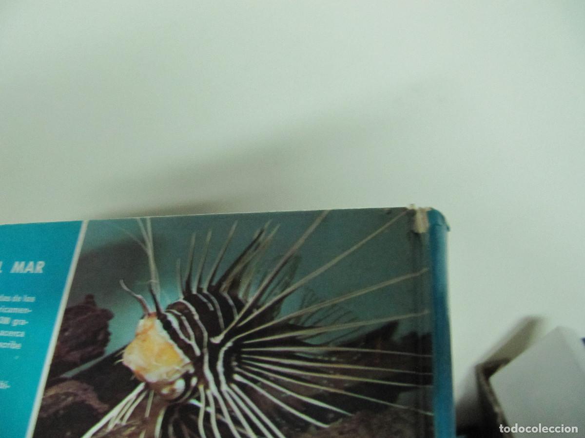 Libros de segunda mano: Maravillas del mar WALT DISNEY - Foto 6