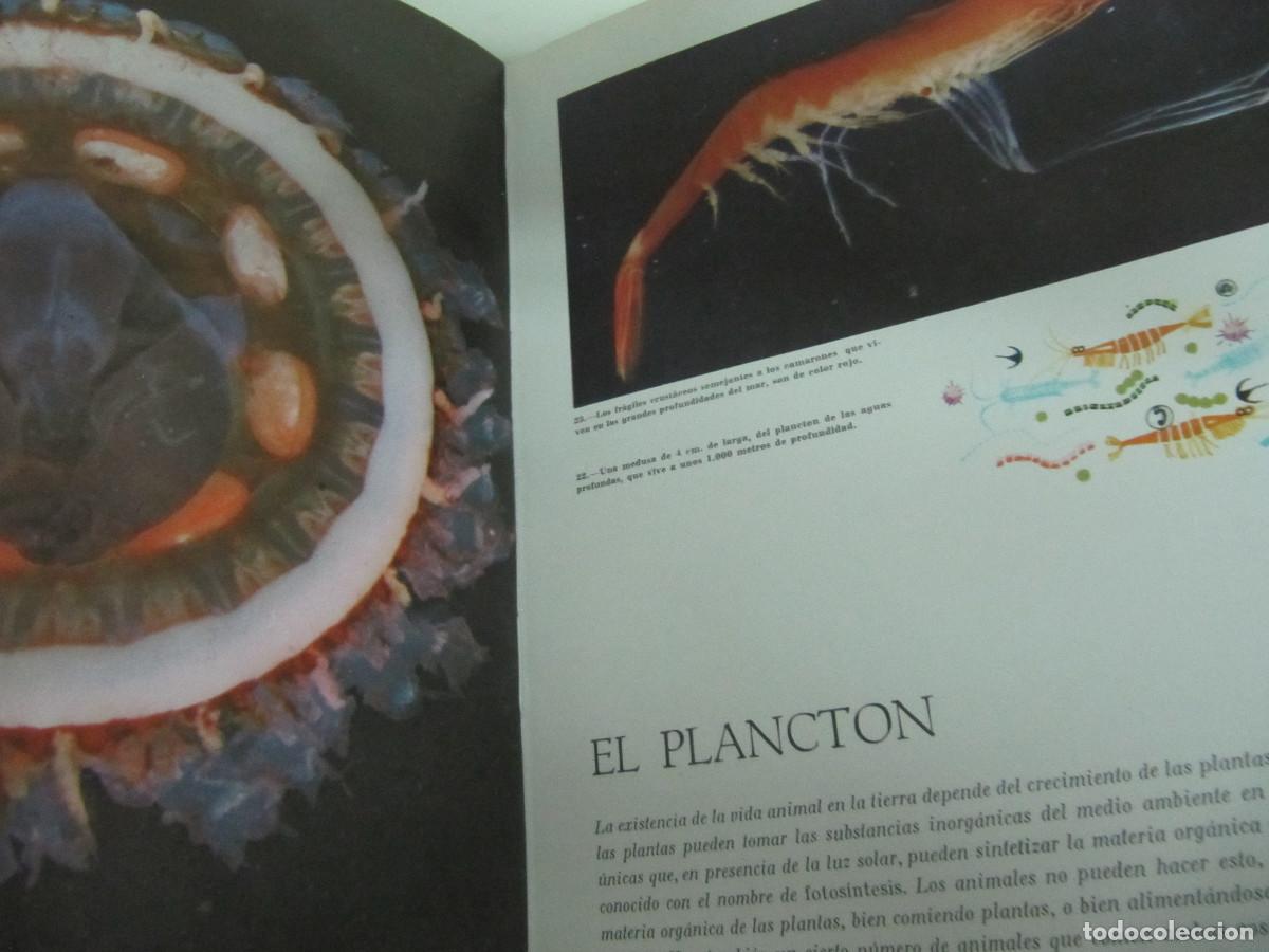 Libros de segunda mano: Maravillas del mar WALT DISNEY - Foto 8