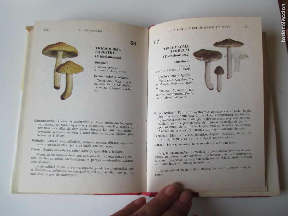 Libros de segunda mano: B. JUSCAFRESCA Gu&iacute;a pr&aacute;ctica del buscador de setas W34601 - Foto 3