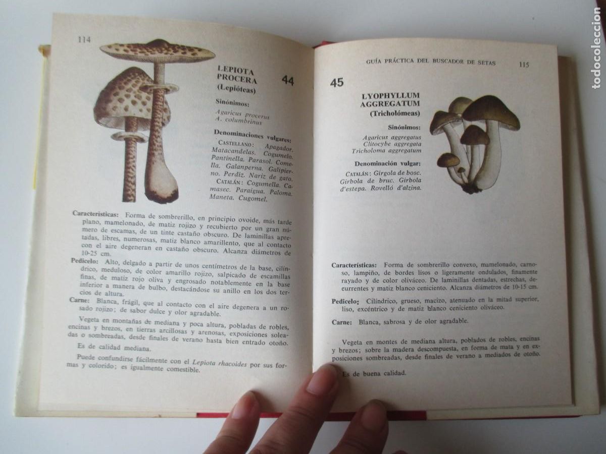 Libros de segunda mano: B. JUSCAFRESCA Gu&iacute;a pr&aacute;ctica del buscador de setas W34601 - Foto 4