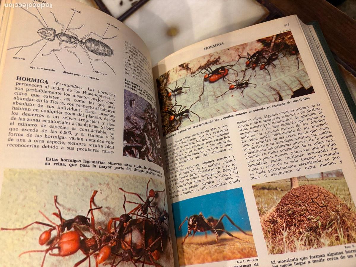 Libros de segunda mano: Ciencias naturales. Bruguera. 4 tomos. - Foto 4