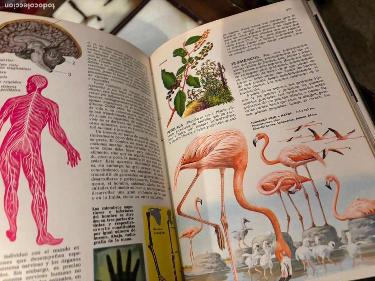 Libros de segunda mano: Ciencias naturales. Bruguera. 4 tomos. - Foto 5