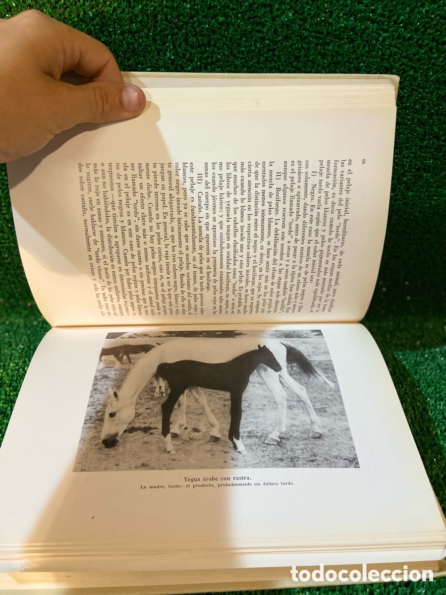 Libros de segunda mano: A los colores del Caballo - Miguel Odriozola - Foto 6