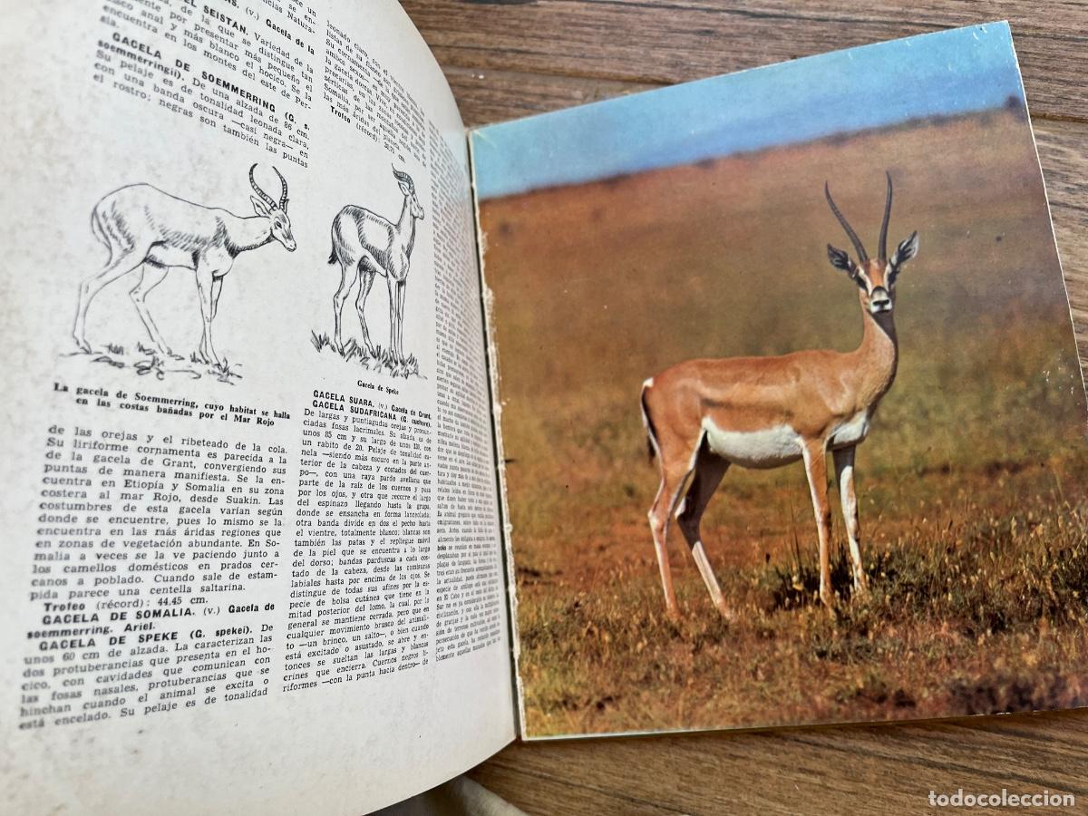 Libros de segunda mano: ENCICLOPEDIA UNIVERSAL DE LA CAZA. 2 TOMOS - Foto 7