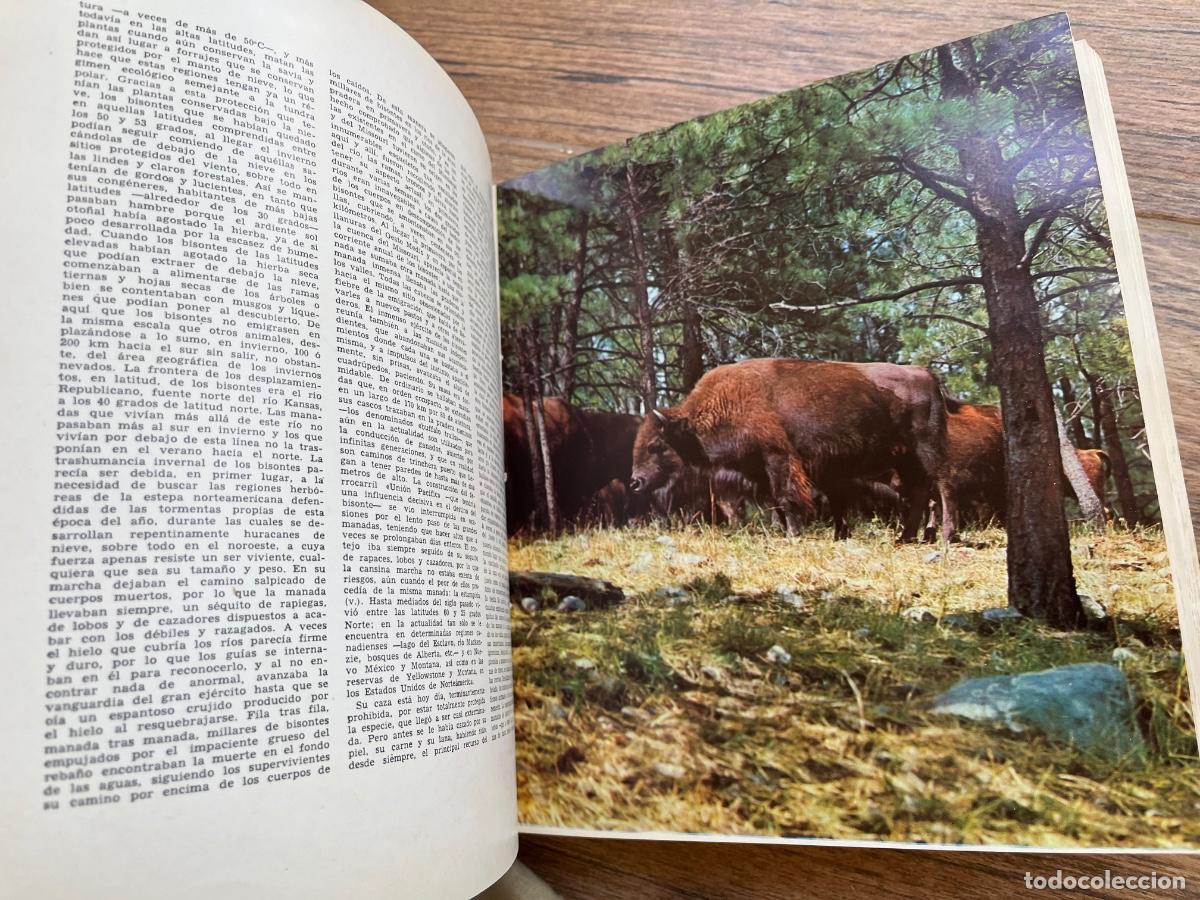 Libros de segunda mano: ENCICLOPEDIA UNIVERSAL DE LA CAZA. 2 TOMOS - Foto 8