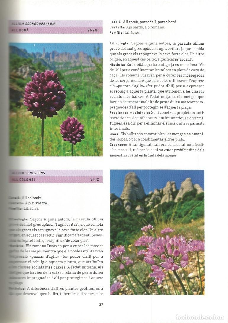 Libros de segunda mano: FLORS DE MONTSERRAT - ALBERT AREAN i TRABAL - Foto 2