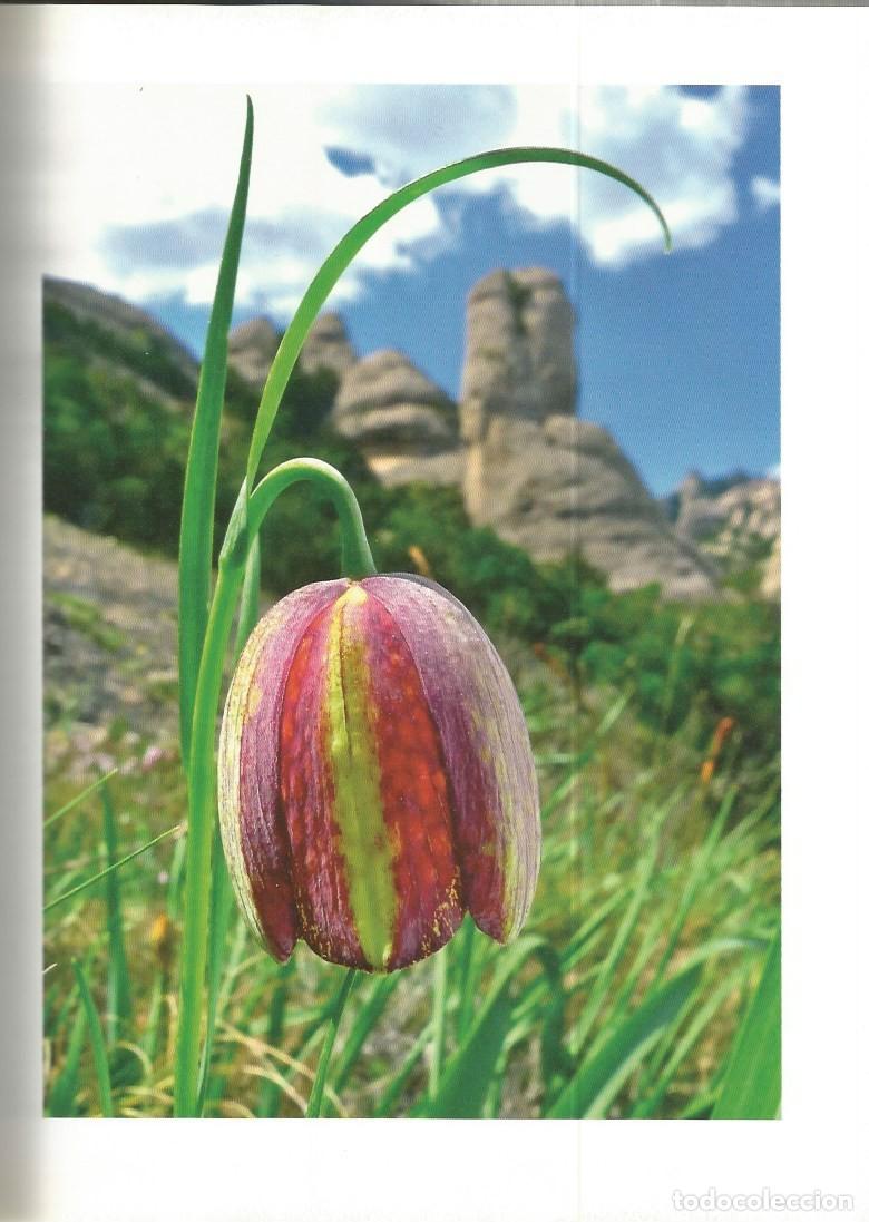 Libros de segunda mano: FLORS DE MONTSERRAT - ALBERT AREAN i TRABAL - Foto 3
