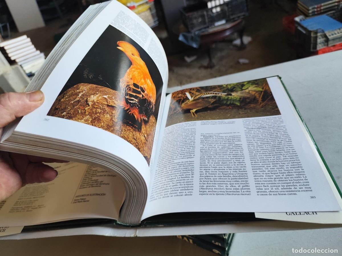 Libros de segunda mano: HISTORIA NATURAL - INSTITUTO GALLACH - 6 TOMOS - Foto 8