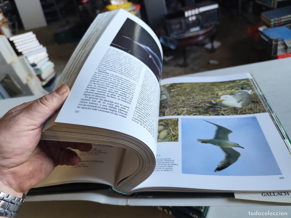 Libros de segunda mano: HISTORIA NATURAL - INSTITUTO GALLACH - 6 TOMOS - Foto 12